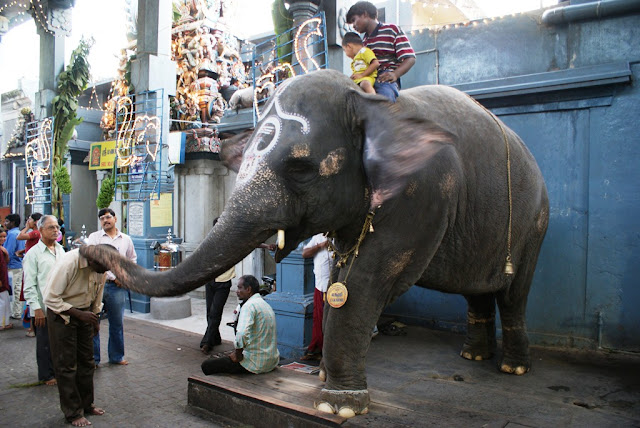 Elephant blessings - Arulmigu Manakula Vinayagar Temple - Pondicherry , India -Pick, Pack, Go