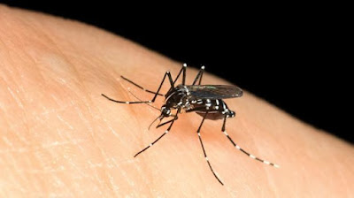 Nyamuk Mendeteksi Bau Manusia Lebih Baik pada Malam Hari