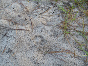 And here's a dog's paw print. And someone thoughtfully knocked down all the . (hpim )