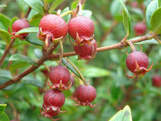 guavaberry fruit images