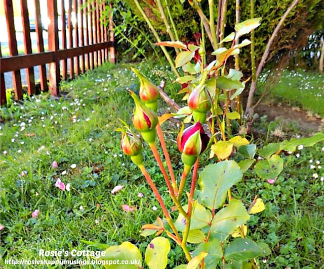 Mum's beautiful roses in bud.