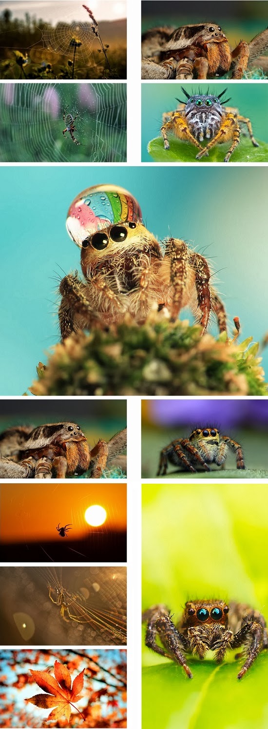Spider Animal Theme For Windows 7 And 8 8.1