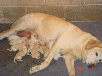 cute yellow lab dogs. Drake#39;s Blog: yellow labrador