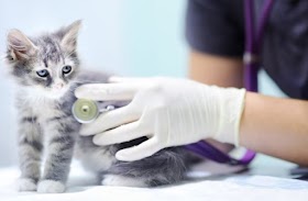 Your Cat's First Visit To The Vet