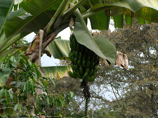 coroico banana