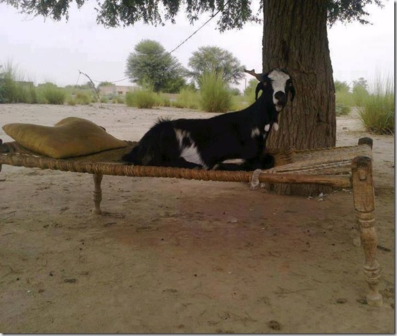 Funny Image from Pakistan