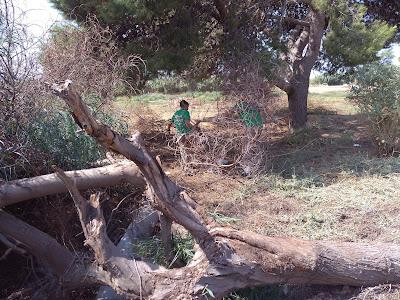 Fitació d'arbres en mal estat a causa del vent i poda de branques.