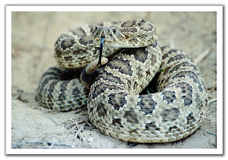 Hiss!! Rattle Snake
