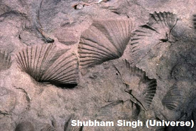 Fossil Brachiopod(Dicoelosia bilobata)- Shubham Singh (Universe)