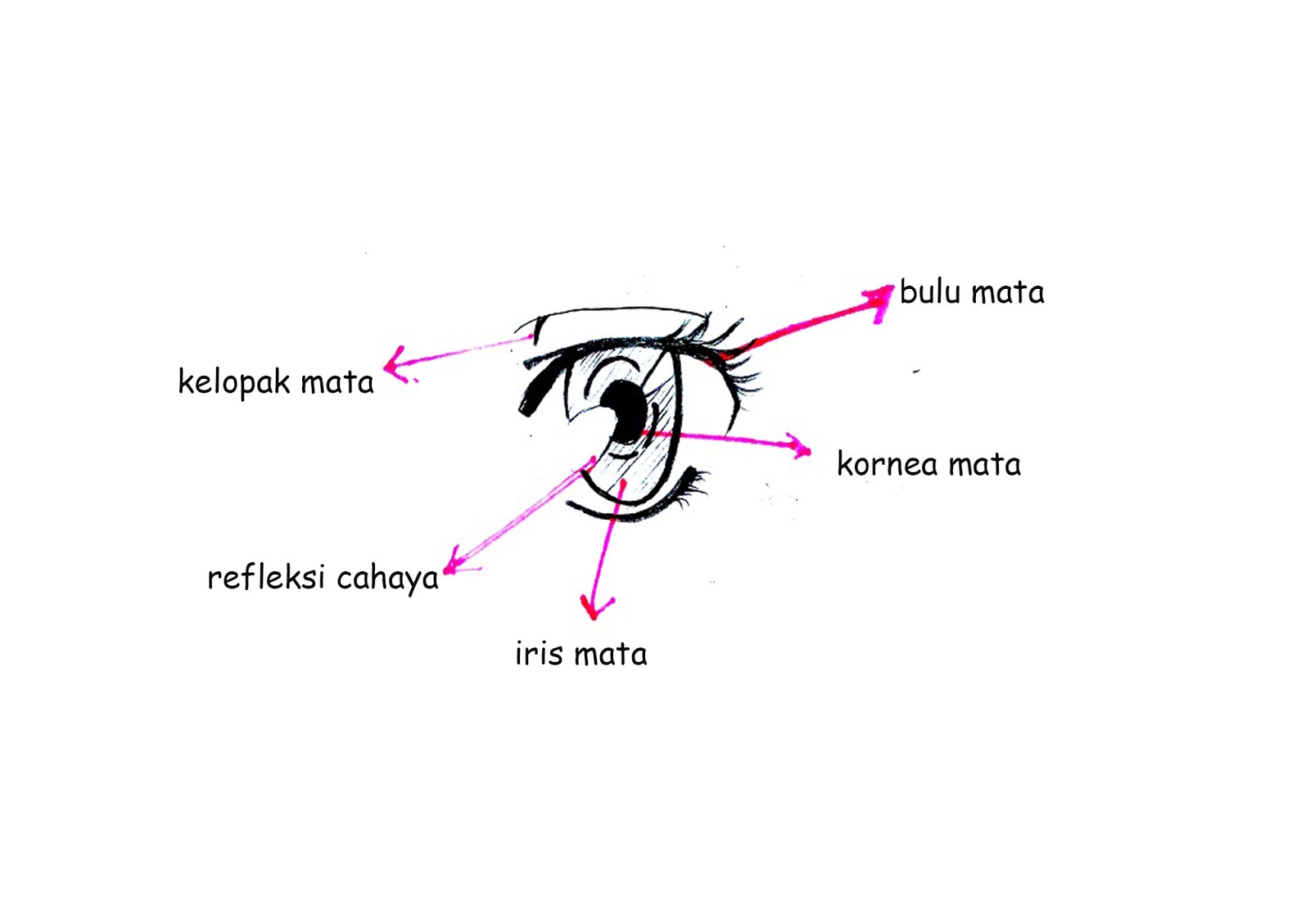 Cara Menggambar Mata Manga Dan Perspektifnya MAYAGAMI