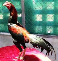 chicken or cock picture with good gamecock rooster