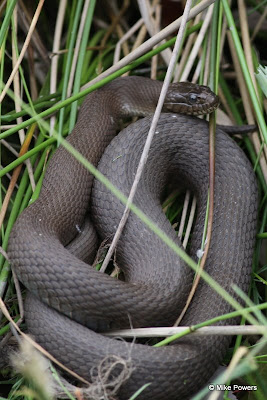 ... identified as a Northern Water Snake, I welcome cor