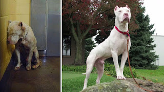 30 fotos de perros antes y después de su adopción que te derretirán el corazón