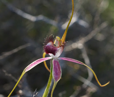 Blushing Spider Orchid (Caladenia lorea)