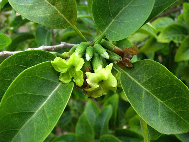 Nothocestrum breviflorum