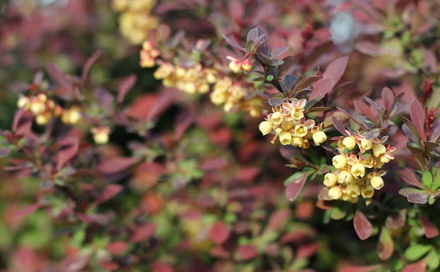 Berberis Thunbergii Flowers Pictures