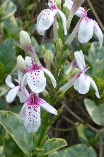 Pseuderanthemum carruthersii - Pseudéranthème de Carruthers