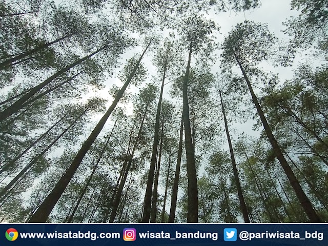 Istilah Tumbuhan dan Bagiannya dalam Bahasa Sunda