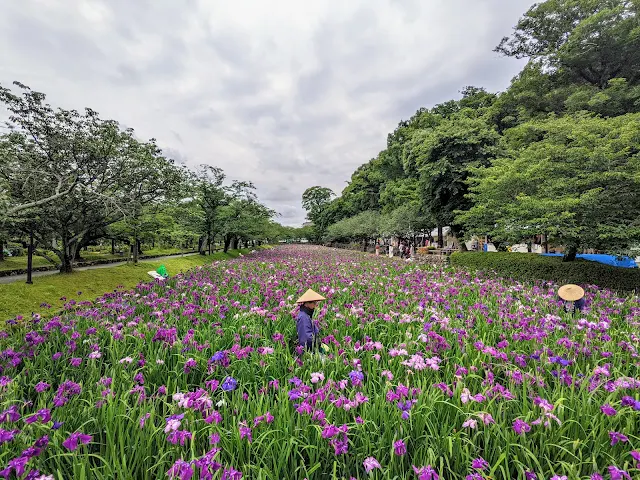 大村公園おおむら花菖蒲まつりに行ってきました！合わせて大村神社に参拝！