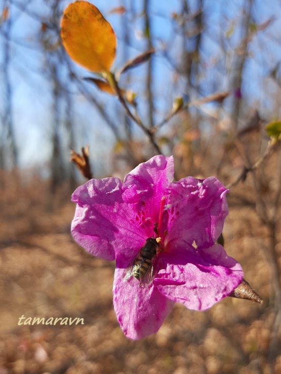 Рододендрон остроконечный (Rhododendron mucronulatum)