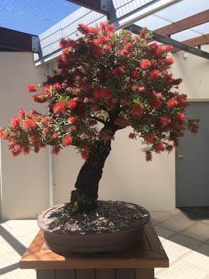 Bonsai Sikat Botol