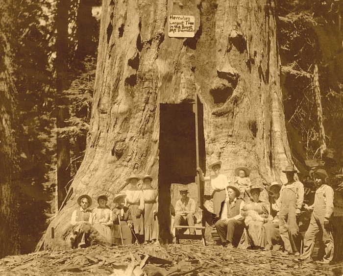 hercules-tree-2