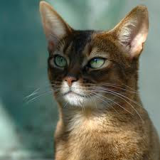 abyssinian tabby