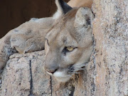 Mountain Lion at Desert Museum Photo taken by Dick Mallery