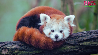 Red panda cute wallpaper images free download mobile status desktop wallpaper, red pandwnload,facebook,instagaram,free,funny red panda images,image of red panda,red panda pictures gi,giant red panda images,getty images red panda,red panda images hd,red panda habitat images,the picture of red panda,red panda images pictures,images of red panda bears,images of red panda habitat,red panda printable pictures,red panda pictures to print,photos of red panda,red panda reaction images,free red panda images,red panda sweet pictures,red panda pictures to color,red panda pictures to colour,rea hd images