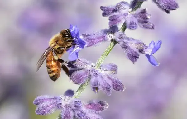 Russian Sage (Perovskia atriplicifolia)