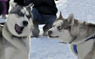 Husky Dogs