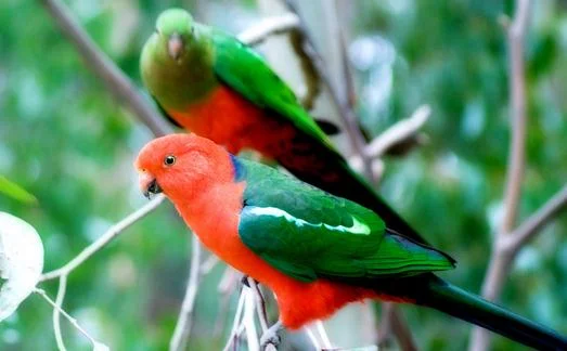 Australian King Parrot - The most beautiful bird pictures - The most beautiful bird pictures - NeotericIT.com