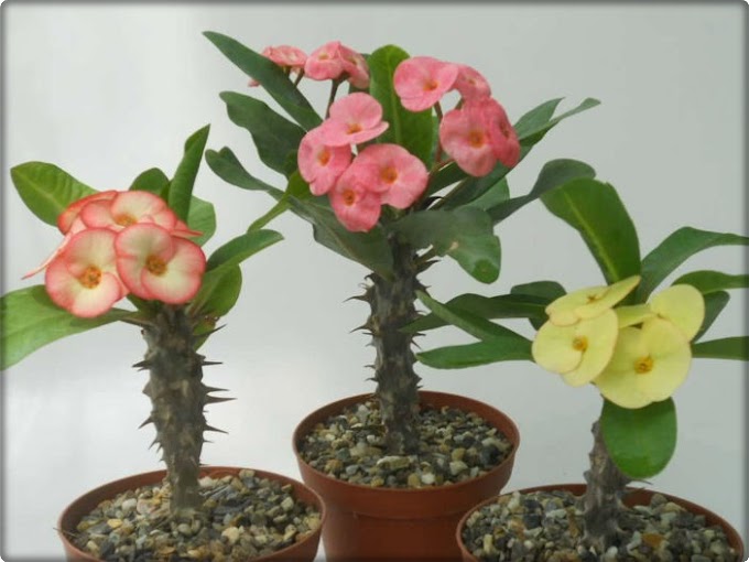 5 Secrets to Get a Crown of Thorns to Bloom