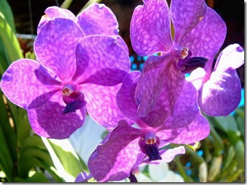 Amazing_Purple_Flowers_9