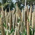 கொழுப்பை கரைத்து உடல் எடையை குறைக்கும் கம்பு...!!