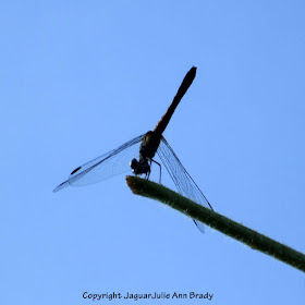 Dance of the Dragonfly step 8