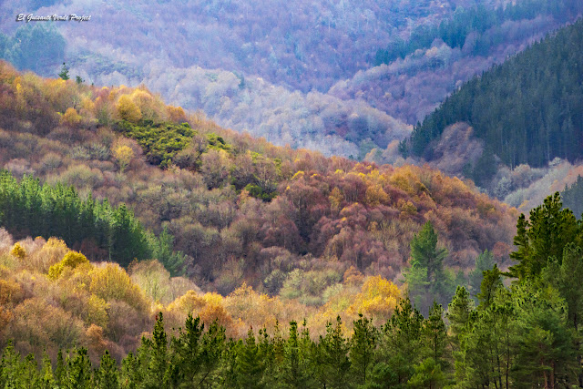 Bosques de Los Oscos - Asturias