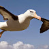 Flying  The black-browed albatross 