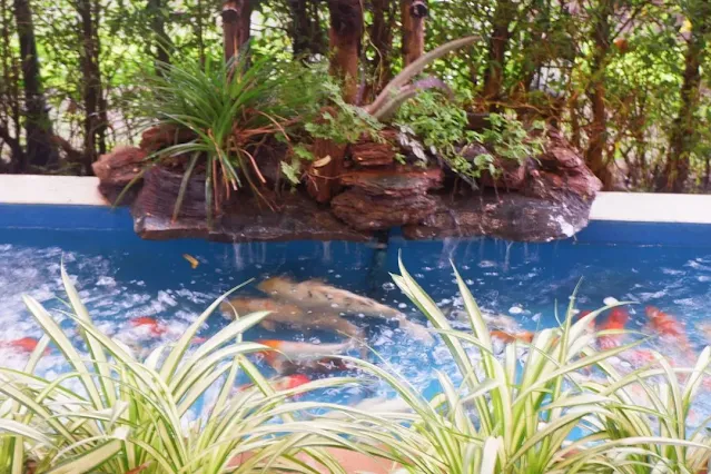 Koi in a fish pond