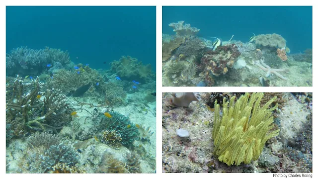 marine tour in Waigeo, Mansuar, Arborek