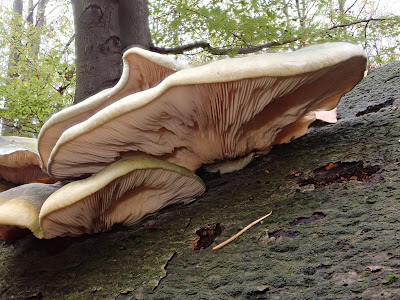  łycznik późny (Panellus serotinus) 