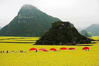 Flower Fields - Yunnan, China.
