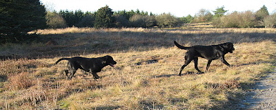 Frida og Freja