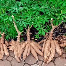 Cassava