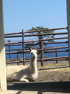 大島動物園（ラマ）