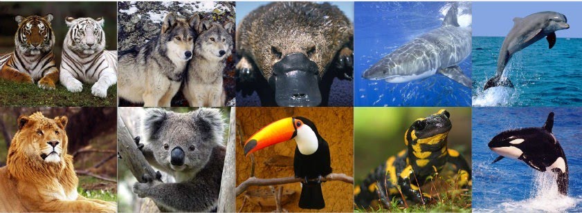 Animais em vias de extinção