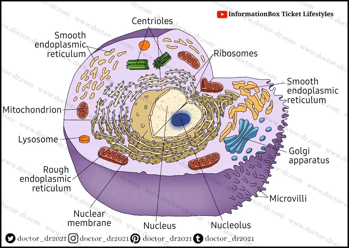 Cell Structure and Functions - Anatomy and Physiology - By Doctor-dr