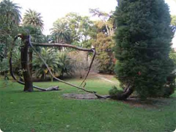 arenzano_radici1