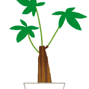 パキラのイラスト（観葉植物）