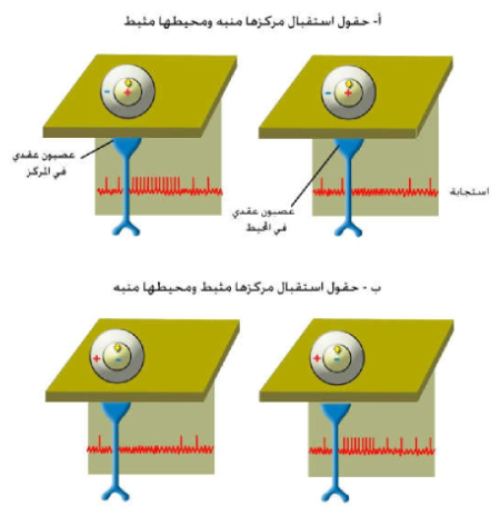 الشكل 12-14: استجابة العصبونات العقدية المتصلة بحقول استقبال مختلفة: أ) حقول استقبال مركزها منبه ومحيطها مثبط؛ ب) حقول استقبال مركزها مثبط ومحيطها منبه.